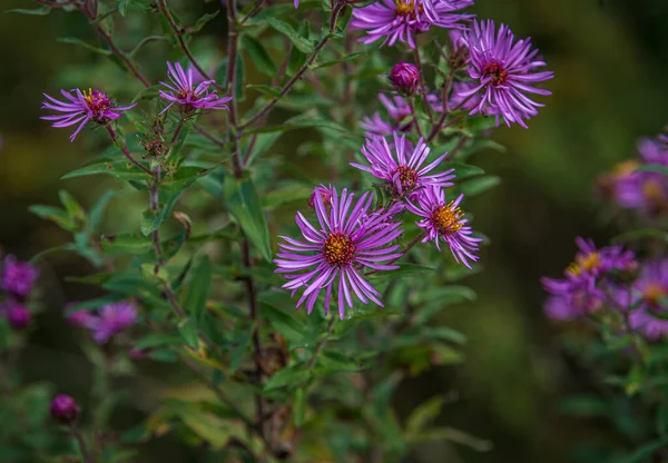 紫色の野生の花 ニューイングランド アスター Symphytrichum Novae Angliae アスター Novae Angliae ロイヤリティフリーのストック写真