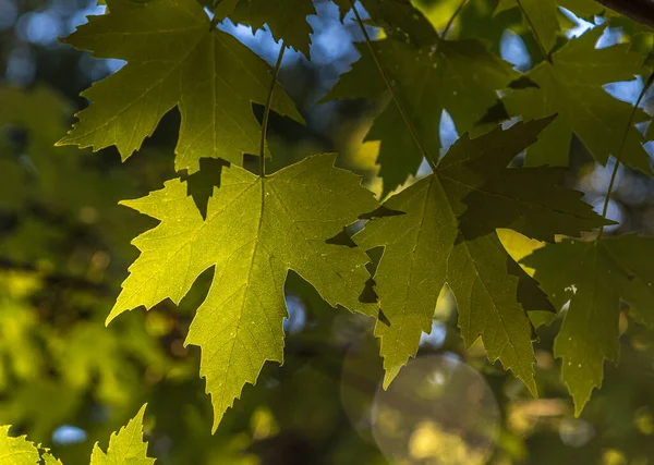 Gröna Lönnlöv Våren Kanadensisk Skog — Stockfoto