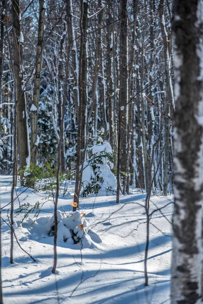 Drzewa Ziemia Pod Śniegiem Słoneczny Zimowy Dzień — Zdjęcie stockowe
