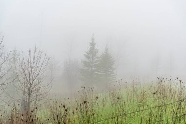 Bahar sisli günlerinde orman yolu.
