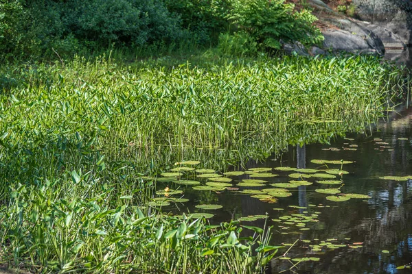 Лісове Озеро Літній Час Парк Гранді Лейк Канада — стокове фото