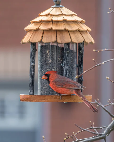 Bird Feeder Spring Male Northern Cardinal — Stock Photo, Image