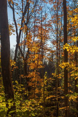 Orta Ontario, Kanada 'da sonbahar güneşli ormanı