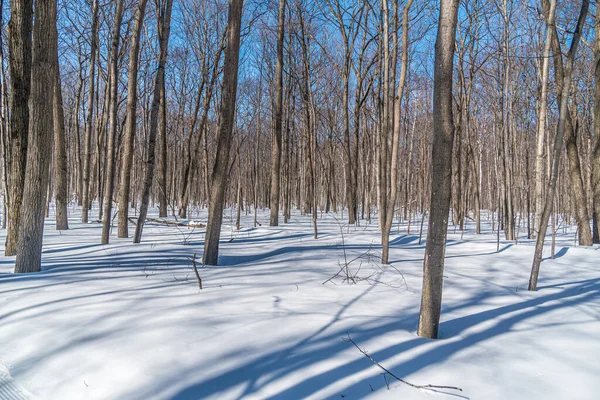 Wald Unter Schnee Winter Bei Sonnigem Tag — Stockfoto