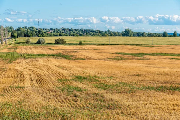 Żółte Pole Jesieni Pod Błękitnym Niebem Białymi Chmurami Ontario Kanada — Zdjęcie stockowe