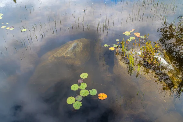 Bosmeer Zomer Maskoka Canada — Stockfoto