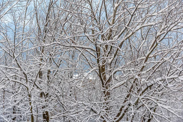 カナダのオンタリオ州中央部にある冬の雪の森 — ストック写真