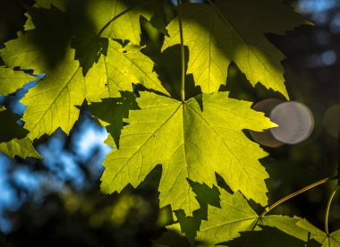 Baharda Kanada ormanında yeşil akçaağaç yaprakları