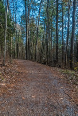 Kışın yapraklar yerde, ormanda.