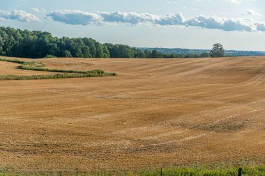 Sonbaharda mavi gökyüzünün altında Ontario, Kanada 'da beyaz bulutlu sarı tarla