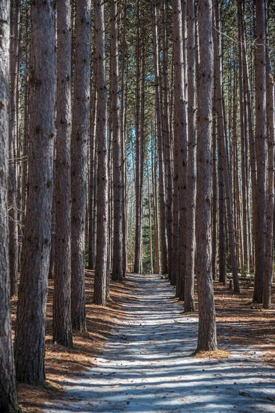 Ağaçlar ve kar ormandaki güneşli kış gününde