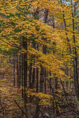 Kanada ormanlarında sonbaharda ağaçlar ve yapraklar.