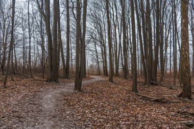 Kışın yapraklar yerde, ormanda.