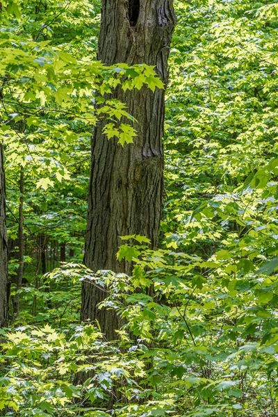 Zielony Klon Liście Wiosennym Lesie Kanadyjskim — Zdjęcie stockowe