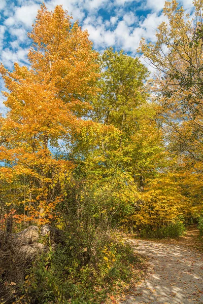 Park Podzim Poblíž Toronta Kanada — Stock fotografie