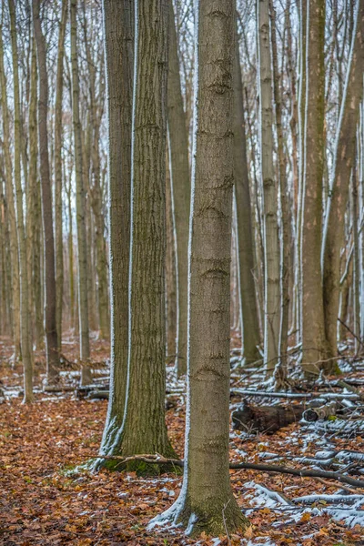 Sníh Zemi Lese Zimním Období — Stock fotografie