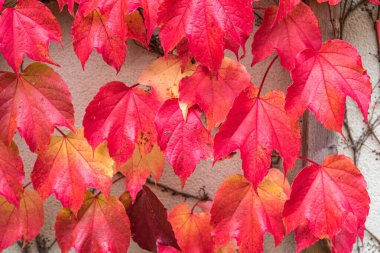 Koyu kırmızı Boston Sarmaşığı beyaz duvardan ayrılıyor