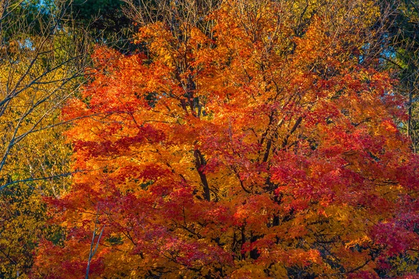 Деревья Ричмонд Хилл Канада Течение Осеннего Сезона — стоковое фото