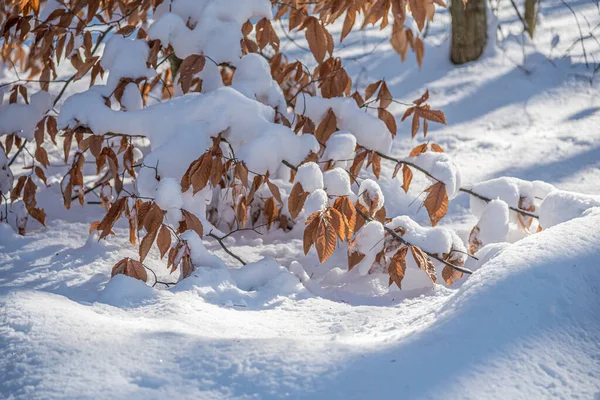 晴れた冬の日に雪の下の木や地面 — ストック写真