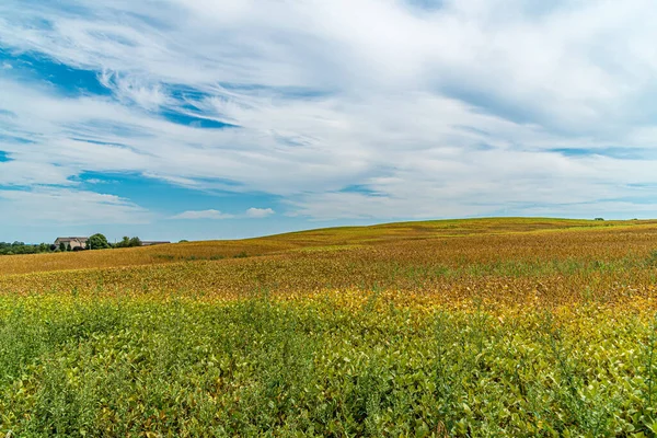 Campo Fattoria Cielo Blu Con Nuvole Muskoka Canada — Foto Stock