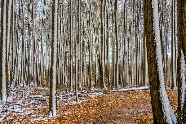 Schnee Auf Dem Boden Wald Winter — Stockfoto