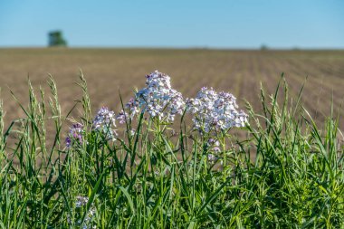 Mavi gökyüzünün altında beyaz ve pembe çiçekler
