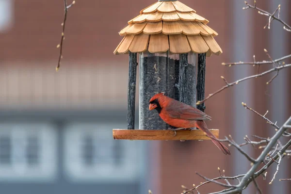 Alimentatore Uccelli Primavera Con Maschio Cardinale Del Nord — Foto Stock