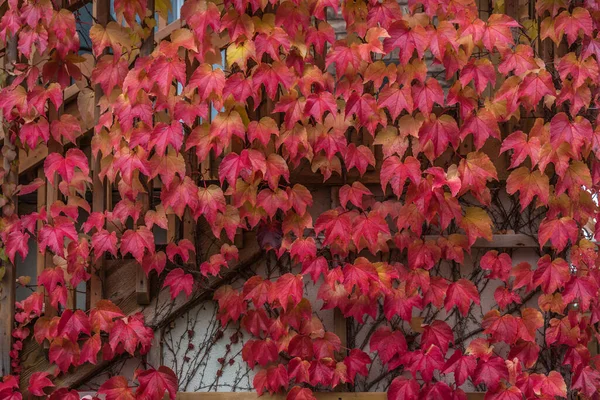 Темно Красный Бостон Айви Листья Над Белой Стеной — стоковое фото