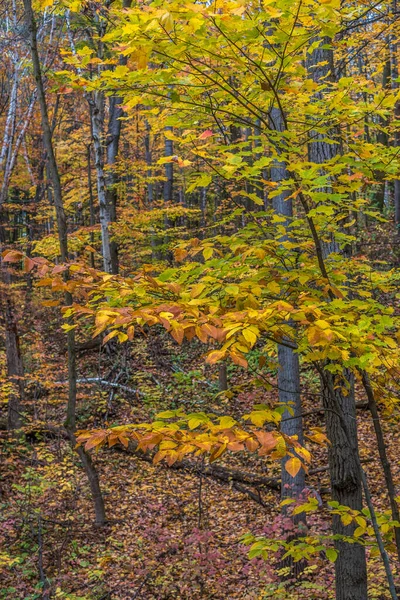 Park Hösten Nära Toronto Kanada — Stockfoto