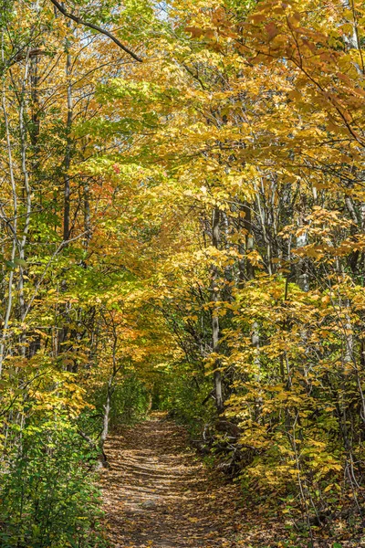 カナダのトロント近くの秋の時間に公園 — ストック写真