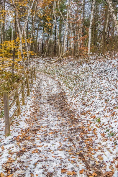 Śnieg Ziemi Lesie Zimą — Zdjęcie stockowe