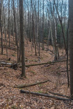 Kışın yapraklar yerde, ormanda.
