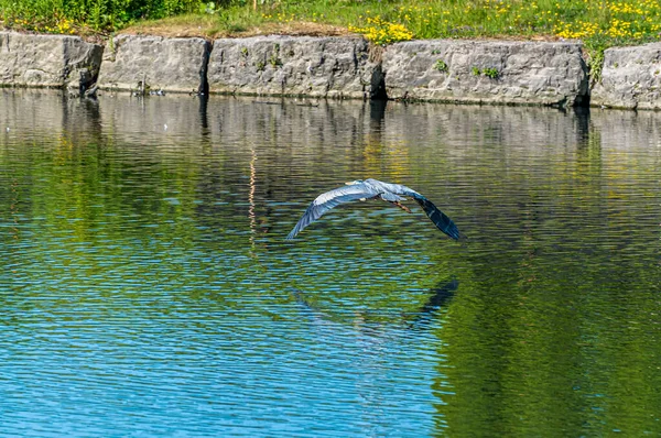 Μεγάλη Blue Heron Πτήση Πάνω Από Μια Λίμνη Στο Markham — Φωτογραφία Αρχείου