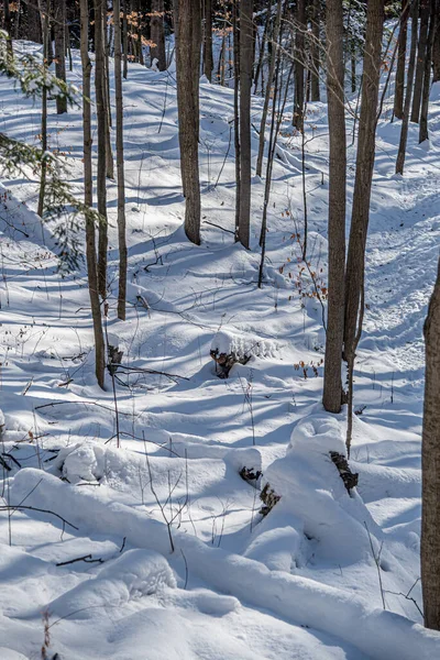 Neve Terra Nella Foresta Inverno — Foto Stock