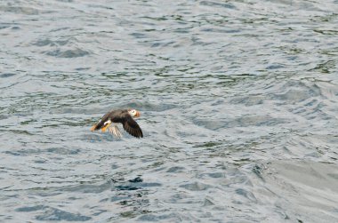 martı Newfoundland, Kanada kıyılarında uçuyor.
