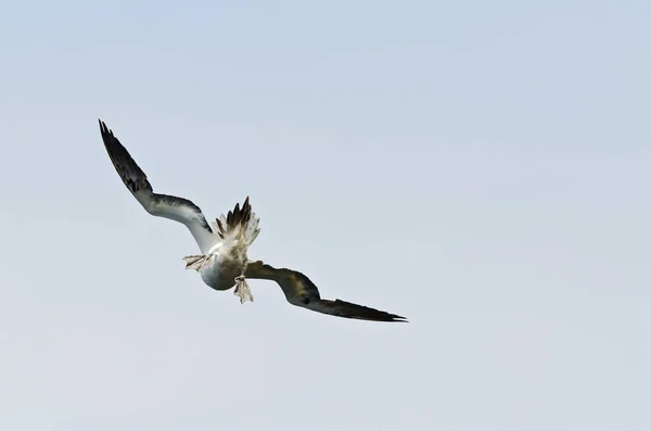 Noordelijk Gannet Vlucht Onder Lucht — Stockfoto