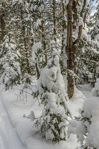 Spruiten Onder Sneeuw Skipistes Zonnige Dag — Stockfoto