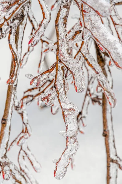 Ramitas Árboles Encerradas Hielo Después Una Tormenta Lluvia Helada —  Fotos de Stock