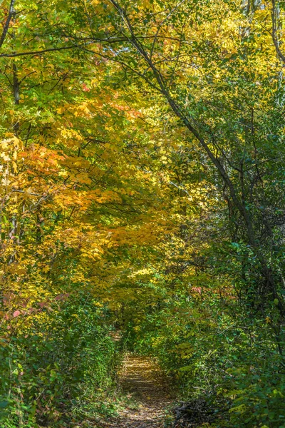 Park Herfst Buurt Van Toronto Canada — Stockfoto