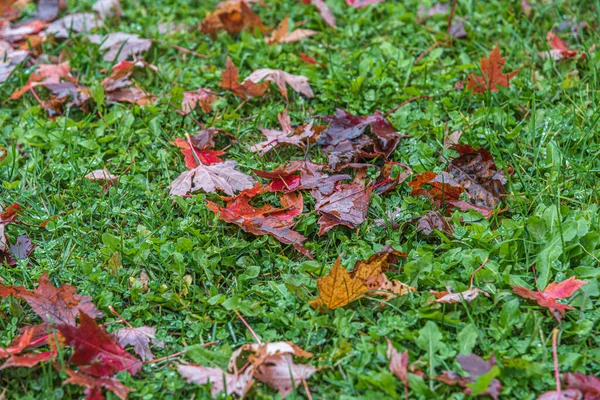 Цветные Листья Зеленой Траве Пасмурный День — стоковое фото