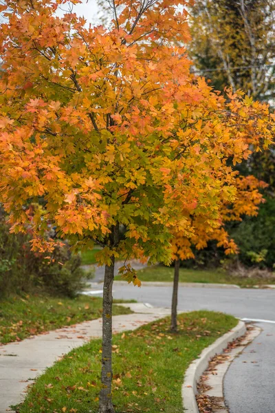 Árvores Folhas Cidade Canadense Momento Outono — Fotografia de Stock