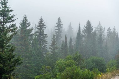 Superior Gölü, Kanada yakınlarındaki orman tepelerinde yoğun sis var.