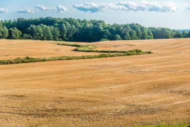 Sonbaharda mavi gökyüzünün altında Ontario, Kanada 'da beyaz bulutlu sarı tarla