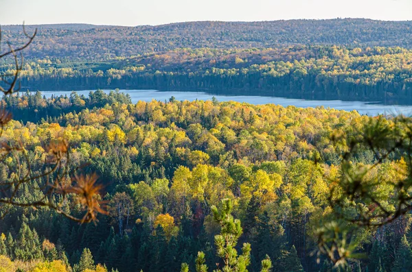 Caída Árboles Colores Parque Algonquin Ontario Canadá — Foto de Stock