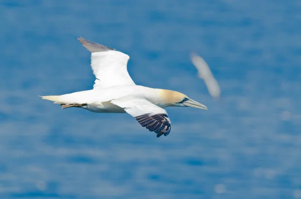 Basstölpel Flug Über Dem Ozean — Stockfoto