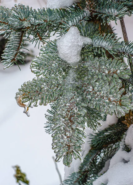 Twigs Tree Encased Ice Freezing Rain Storm — Stock Photo, Image