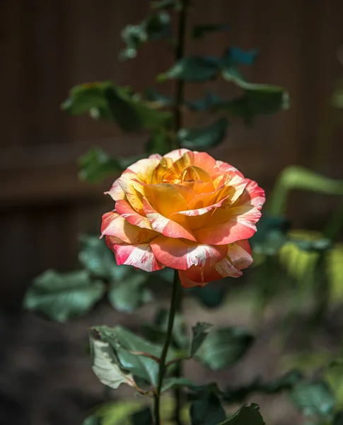 Roze Gele Roos Wazige Achtergrond — Stockfoto