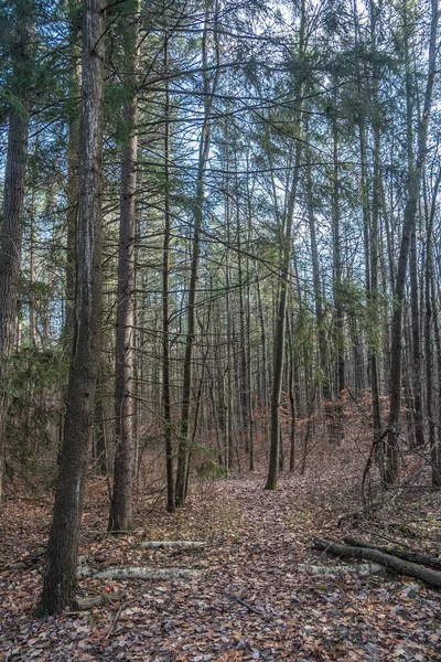 Liście Ziemi Lesie Okresie Zimowym — Zdjęcie stockowe