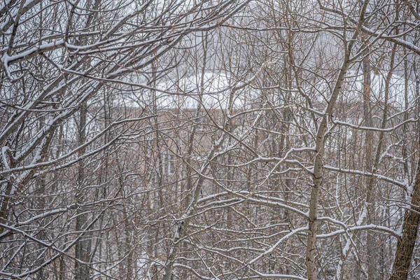 Bosque Bajo Nieve Invierno Día Nublado —  Fotos de Stock