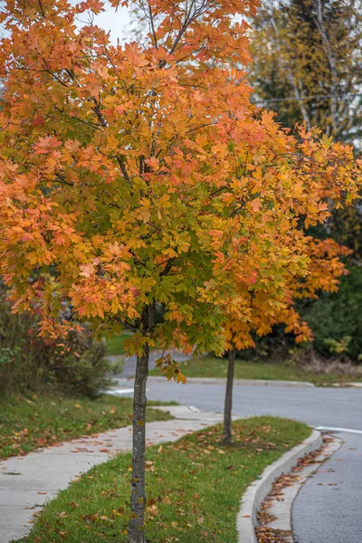 Trees Leaves Canadian Town Fall Time — Stock Photo, Image